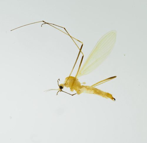 Molophilus appendiculatus