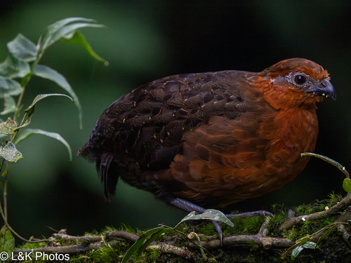Chestnut Wood Quail (Odontophorus hyperythrus), photo 7
