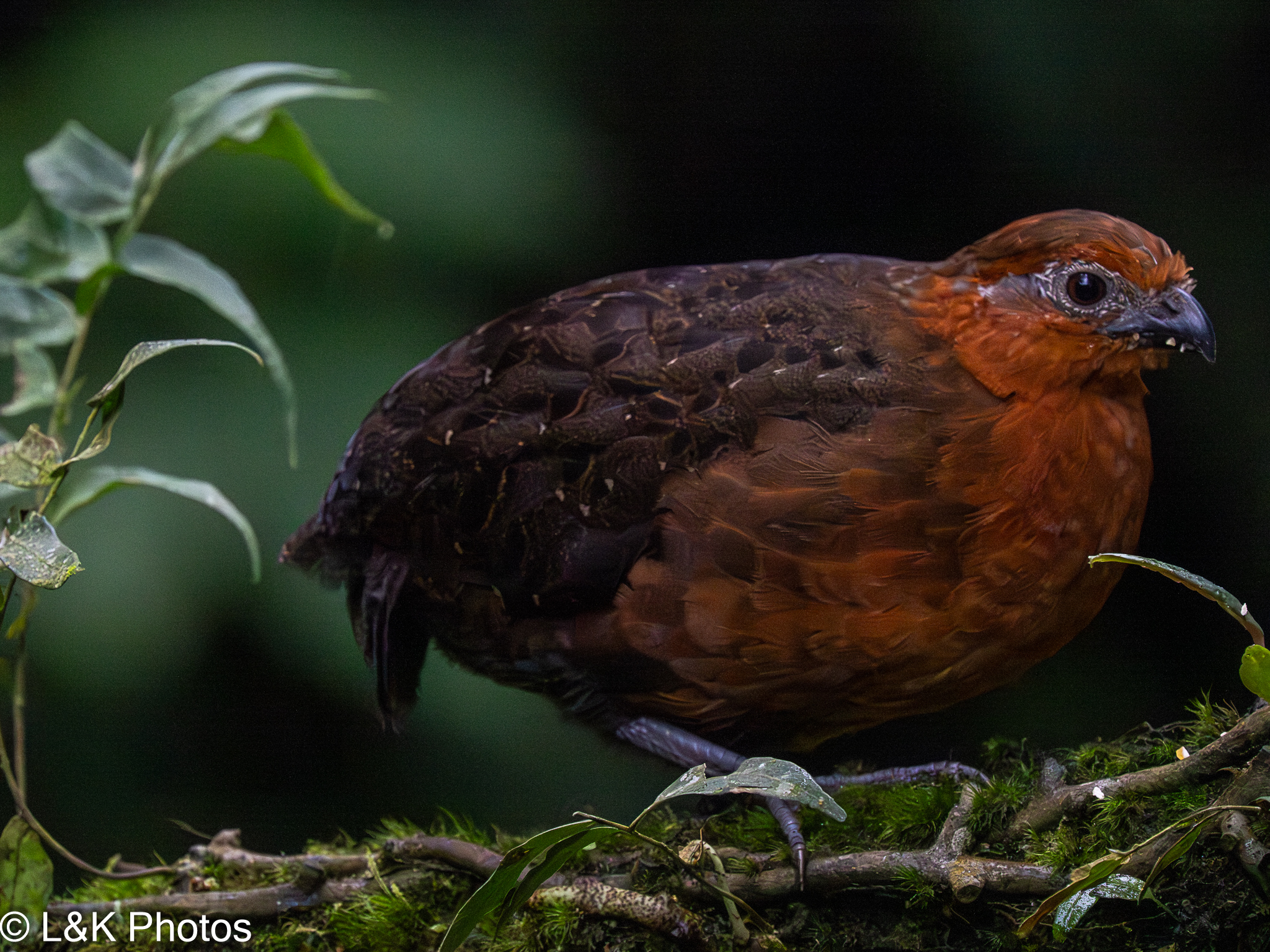 Chestnut Wood Quail (Odontophorus hyperythrus), photo 10
