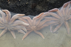 Stichaster australis