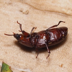 Uloma culinaris