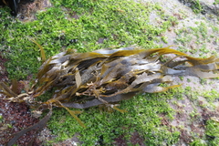 Dictyota kunthii