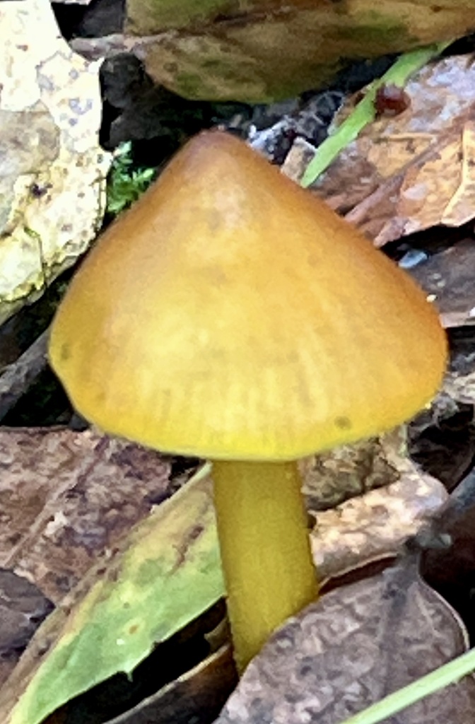 Hygrocybe singeri · December 2025 · photo: © joqatana (iNaturalist, cc-by)