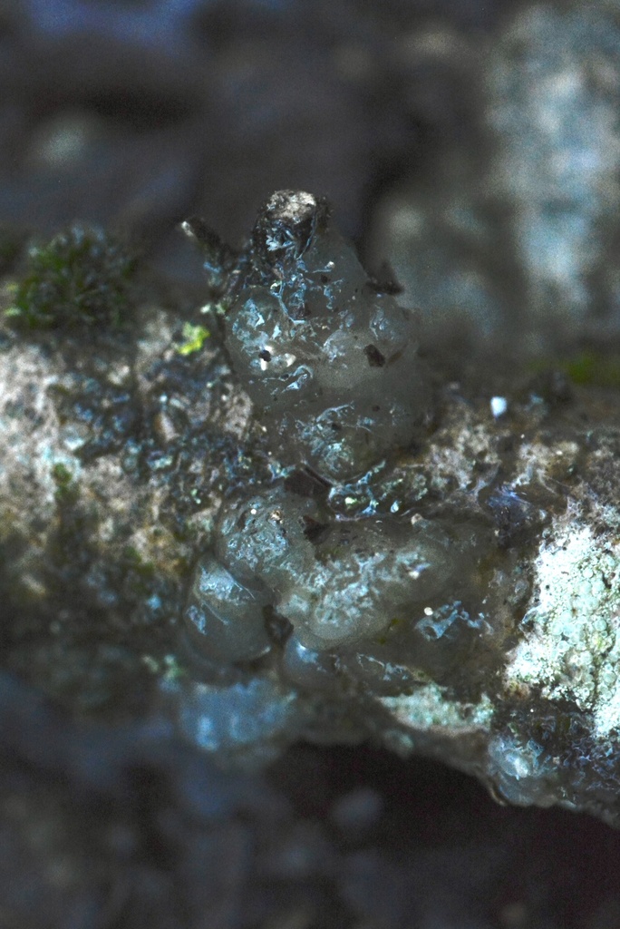 Myxarium nucleatum · December 2025 · photo: © cryptomarasmius (iNaturalist, cc-by)