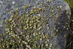 Pimelea notia