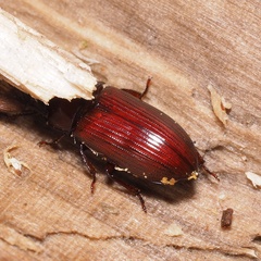 Uloma culinaris