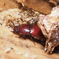 Uloma culinaris