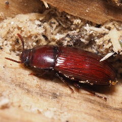 Uloma culinaris