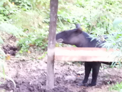 Tapirus pinchaque