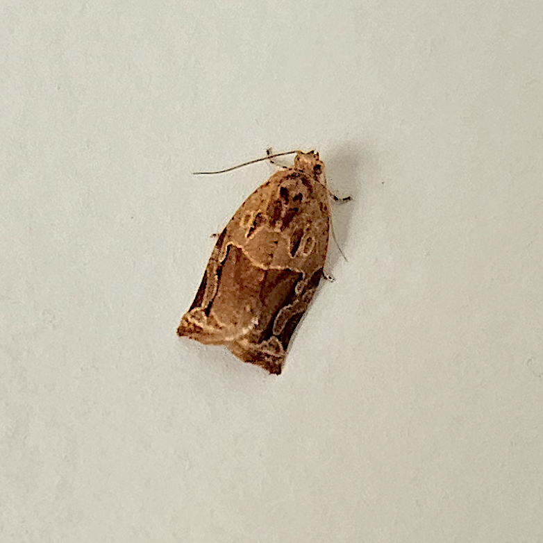 Argyrotaenia fragosa