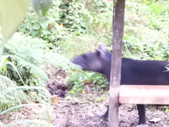 Tapirus pinchaque