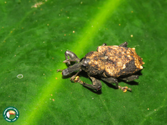 Heilipodus bellicosus