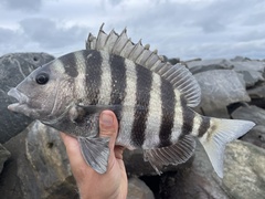 Sheepshead photo 2