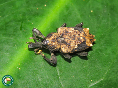 Heilipodus bellicosus