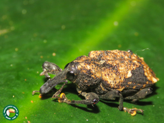 Heilipodus bellicosus