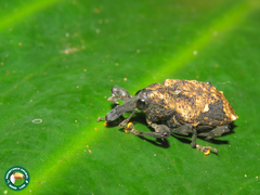 Heilipodus bellicosus