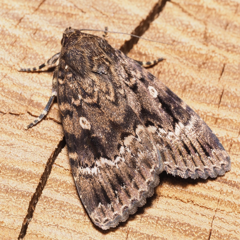 Eurasian Copper Underwing Complex