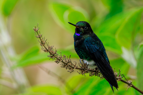 Black-breasted Puffleg (Eriocnemis nigrivestis), photo 3