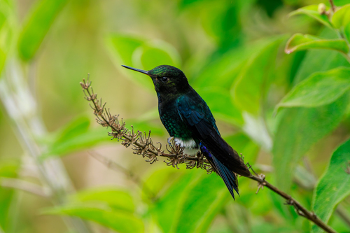 Black-breasted Puffleg (Eriocnemis nigrivestis), photo 4