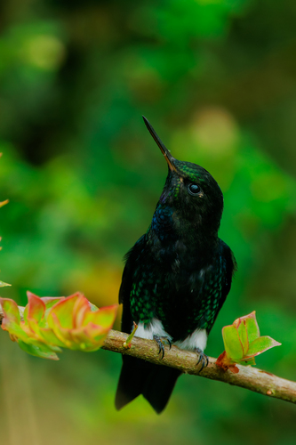 Black-breasted Puffleg (Eriocnemis nigrivestis), photo 7