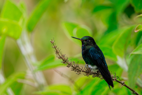 Black-breasted Puffleg (Eriocnemis nigrivestis), photo 6