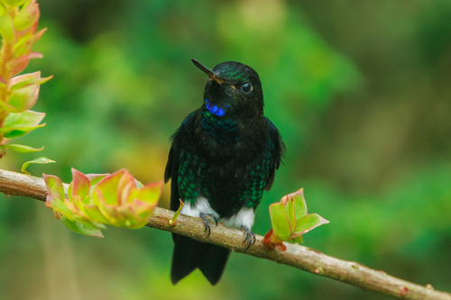 Black-breasted Puffleg (Eriocnemis nigrivestis), photo 5