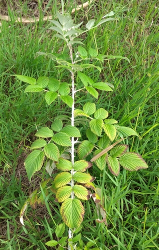 Rubus niveus observed 2025-12-07