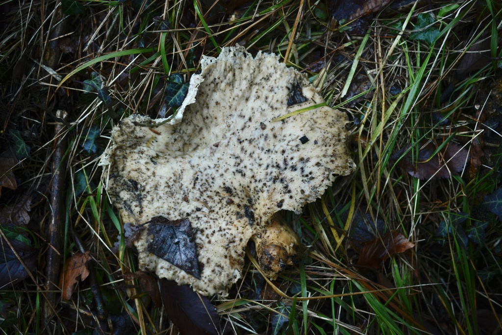 Cerioporus squamosus · December 2025 · photo: © cryptomarasmius (iNaturalist, cc-by)