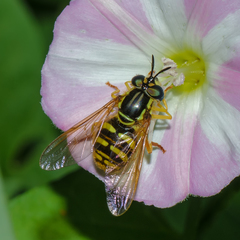 Chrysotoxum pubescens