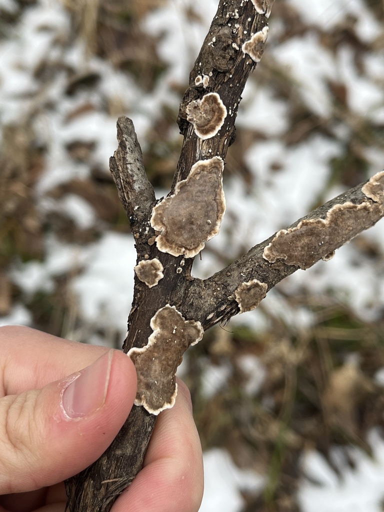 Peniophora albobadia · December 2025 · photo: © loganstecker (iNaturalist, cc0)