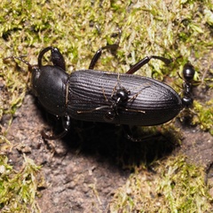 Tenebrio opacus