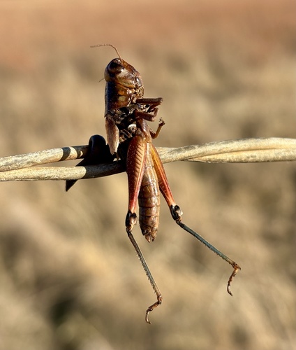 Large-headed Grasshopper