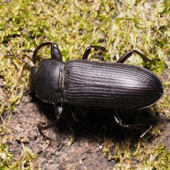 Tenebrio opacus