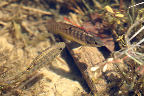 Okavango tilapia (Tilapia ruweti) — Cichlidae — 5