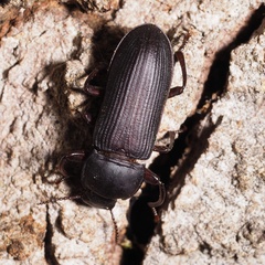 Tenebrio opacus