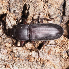 Tenebrio opacus