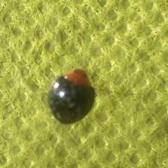 Exochomus nigripennis