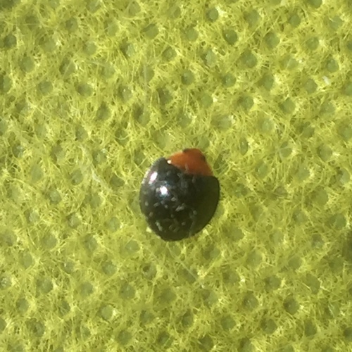 Parexochomus nigripennis photo 3