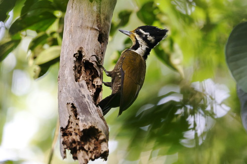 Olive-backed Woodpecker (Gecinulus rafflesii), photo 5
