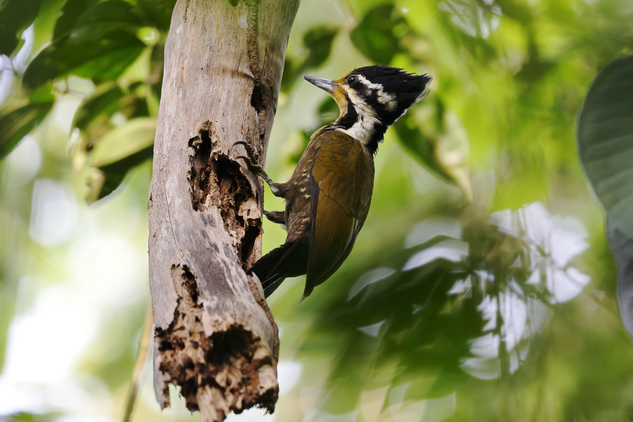 Olive-backed Woodpecker (Gecinulus rafflesii), photo 2