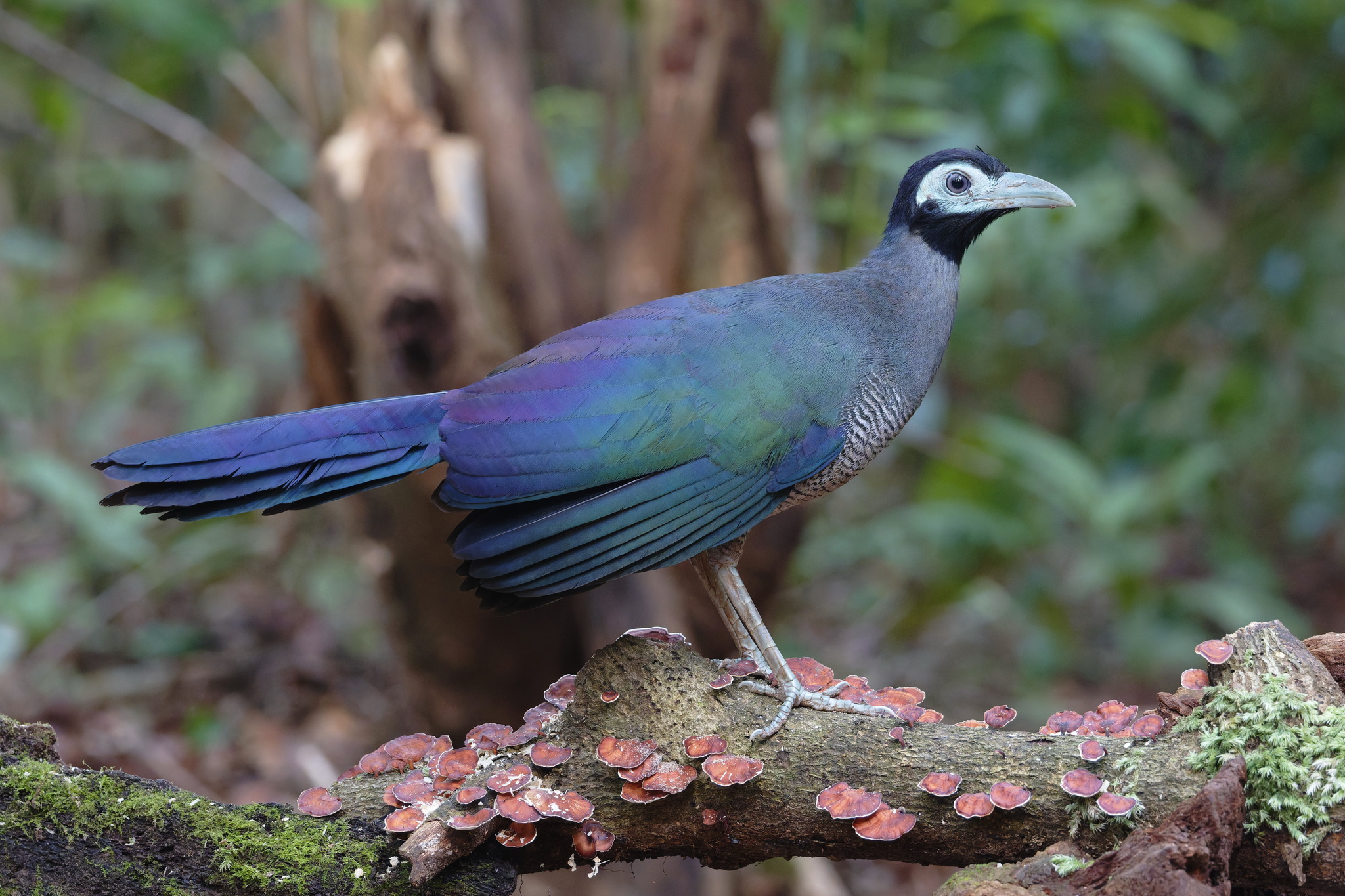 Bornean Ground Cuckoo (Carpococcyx radiceus), photo 3