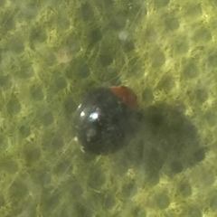 Exochomus nigripennis