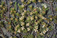 Pimelea notia