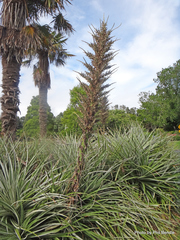 Puya × berteroniana