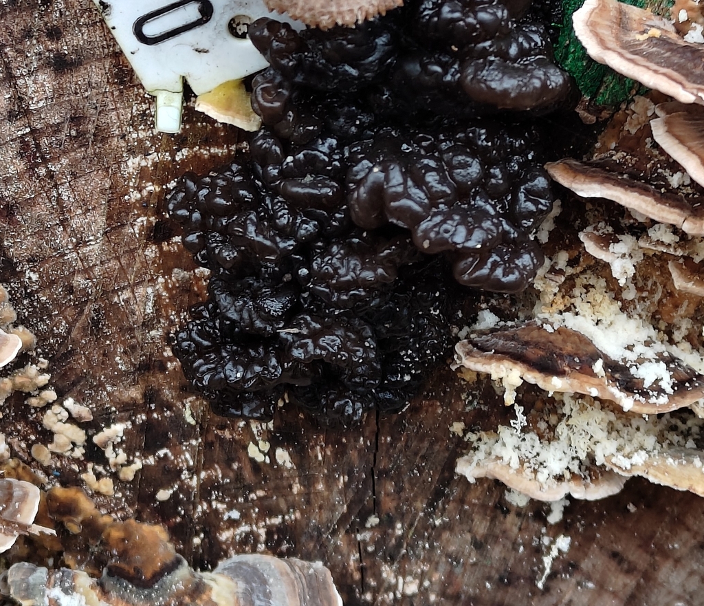 Exidia nigricans · December 2025 · photo: © norrland (iNaturalist, cc0)