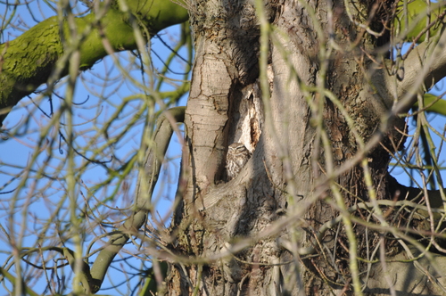 Little Owl, Wageningen, Nederland, photo 9 of 10