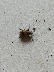 Pantomorus postfasciatus