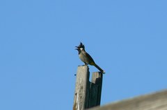 Pycnonotus leucogenys