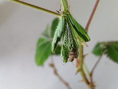 Pantomorus postfasciatus