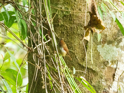Crescent-chested Babbler (Cyanoderma melanothorax), photo 3